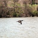 Cormorant in Flight